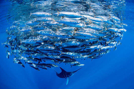 Marlins hunting on sardines or makerels in Baja California Sur