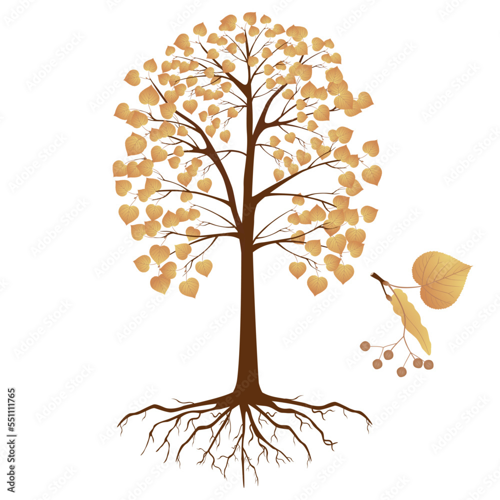 Canvas Prints linden tree in autumn with fruits on a branch on a white background.