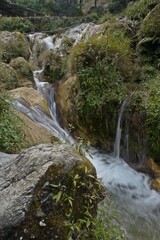 stream in the forest 