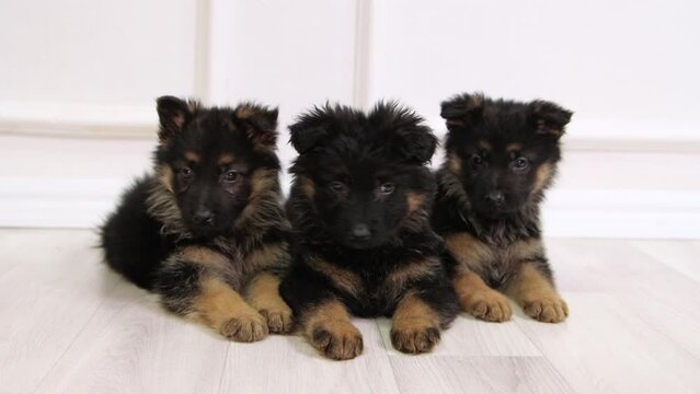 German Shepherd puppies lie on the floor and watch the toy, look around.