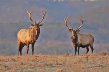 Two Elk Bulls at Benezette PA