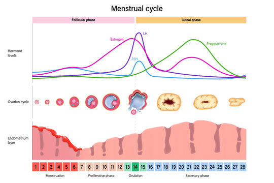 Menstrual cycle. Hormone levels, Ovarian cycle and Endometrium layer. Menstrual, proliferative ovulation and secretory phases. Follicular phase, ovulation and luteal phase.