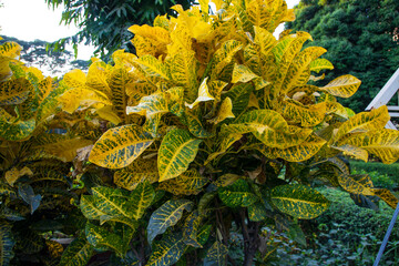 Natural Colorful Croton Leaves  may be used as a texture background wallpaper