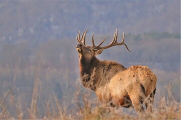 Majestic Elk Bull in the Mountains of Benezette PA