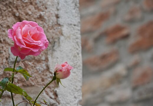 Pink roses on abstract background
