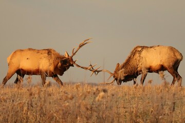 Elk Bulls doing battle at Benezette PA