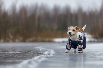 Jack Russell Terrier stands on the ice of a lake in a winter forest. A dog in a blue warm down...