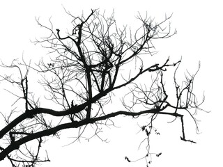 gałęzie drzewa bez liści - obrazy, fototapety, plakaty
