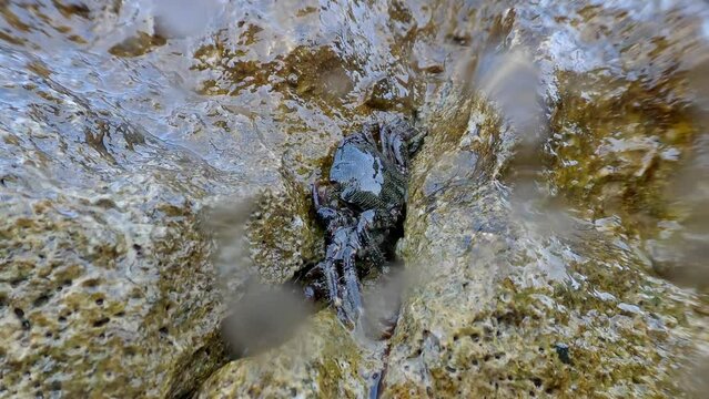 Un crabe entre les rochers