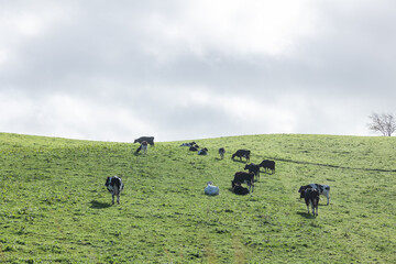 Lots of Cows in Sao Miguel, Azores, Portugal