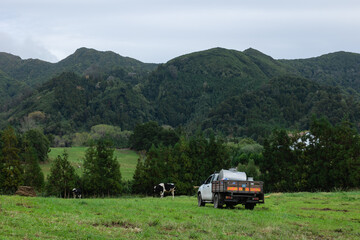 Fototapeta na wymiar Lots of Cows in Sao Miguel, Azores, Portugal