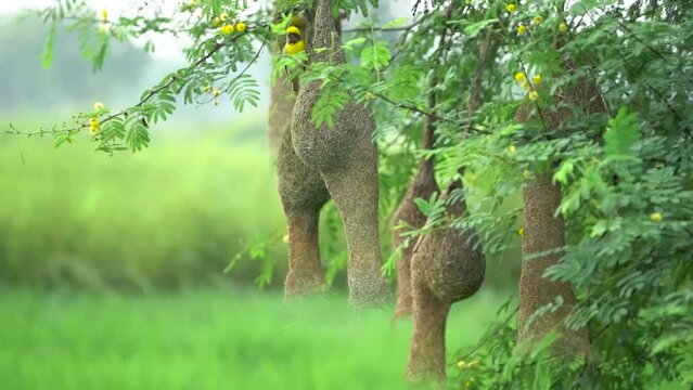Footage Clip Of Beautiful Asian Baya Weaver sparrow, Yellow Baya weaver sitting on his nest and playing on branch of tree