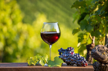 Verre de vin rouge dans les vignes avant les vendanges d'automne en France.