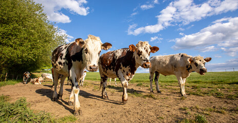 Troupeau de vaches laitières dans la campagne en Normandie, France.
