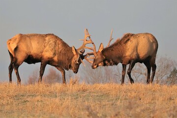 Elk Bulls doing battle at Benezette PA