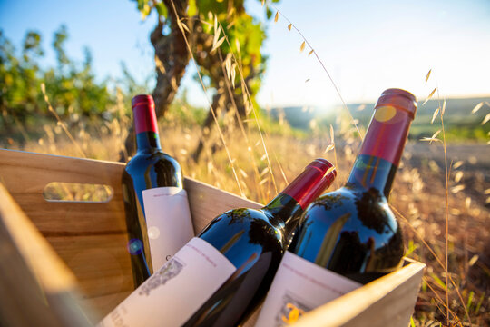 Bouteilles de vin dans une caisse en bois au milieu des vigne en automne.