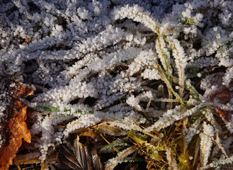 Winter und Frost. im morgendlichen Sonnenlicht liegen Blätter und Gras überzuckert mit großen Eiskristallen. 