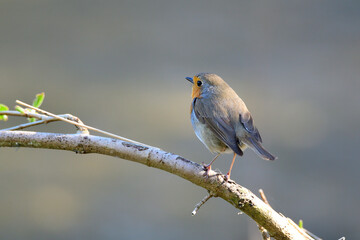 Rotkehlchen (Erithacus rubecula)