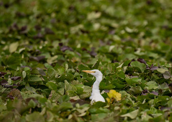 white heron in the grass