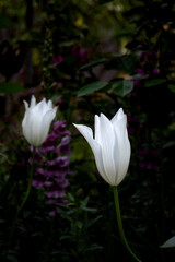 Fototapeta premium white lotus flower