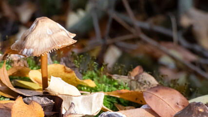 kleiner Schirmpilz an einer Waldlichtung fokusiert