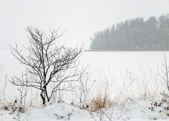 gray foggy winter landscape, falling snow blurred background, fragments of trees
