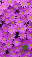 Obraz premium pink flowers in the garden,background with flowers