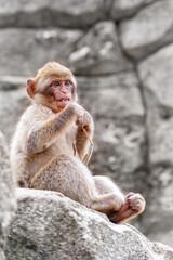 Portrait of a young Barbary macaque sitting on a rock