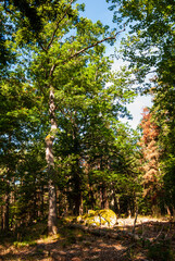 Fototapeta premium Différentes essences de bois en forêt vosgienne, CEA, Alsace, Vosges, France