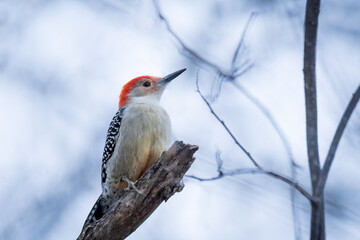 Red-Bellied Woodpecker, Melanerpes Carolinus, Red Head, Black and White Back, Ochre Chest