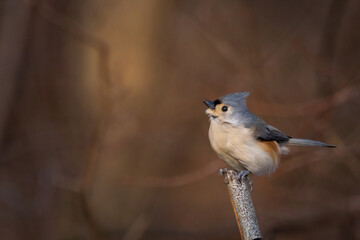 bicolored chickadee, bicolored parus, male coming to feed at the exit of a wooded area