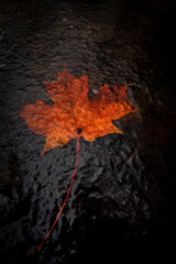 Red and orange maple leaf frozen in the first ice of winter