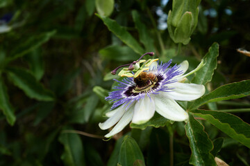 Blue Passiebloem flower with bee II
