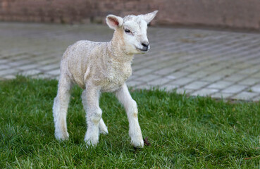 Obraz premium Cute newborn white lamb on grass