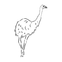 ostrich hand drawn vector animal illustration ostrich vector
