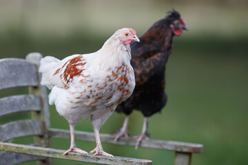 Closeup of young roosters on chair on blurred background