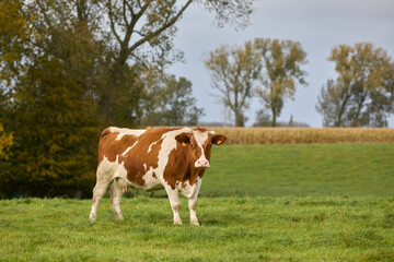 Obraz premium Brown white cow in prairie