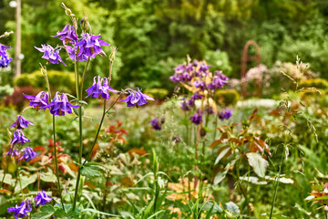 Lovely cute pink purple garden flowers bluebells and greenery