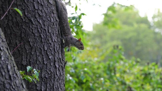 squirrel. squirrel in the park on a tree trunk. 4k video.