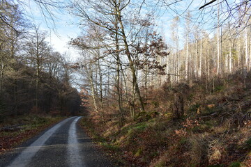Harz-Wald-Berge-Wanderung-Waldwege-Herbst-Winter-Natur