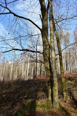 Harz-Wald-Berge-Wanderung-Waldwege-Herbst-Winter-Natur