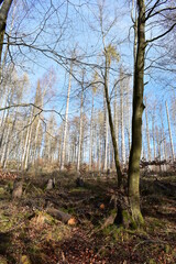 Harz-Wald-Berge-Wanderung-Waldwege-Herbst-Winter-Natur