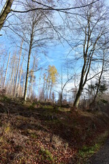 Harz-Wald-Berge-Wanderung-Waldwege-Herbst-Winter-Natur