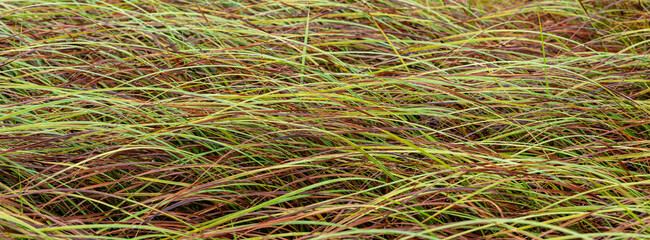 Plantes des marais