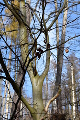 Harz-Wald-Berge-Wanderung-Waldwege-Herbst-Winter-Natur