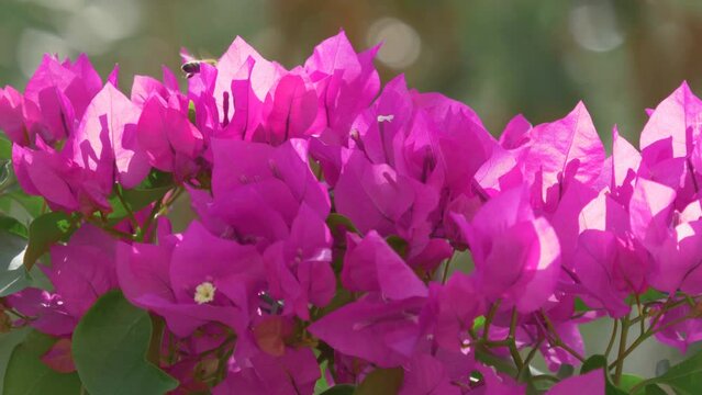 Bee flying over paper flowers (Bougainvillea)