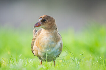 bird on the grass