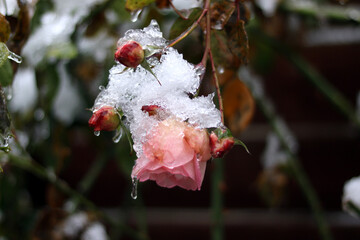 snow on the branches of tree