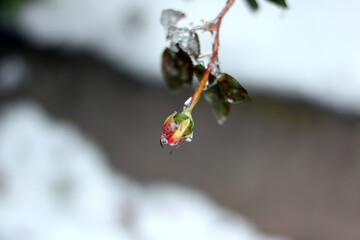 close up of a branch of a tree