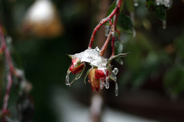 close up of a red and green spider